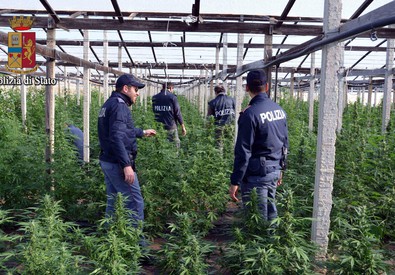 Acate, scoperta mega piantagione di cannabis con 7.200 piante