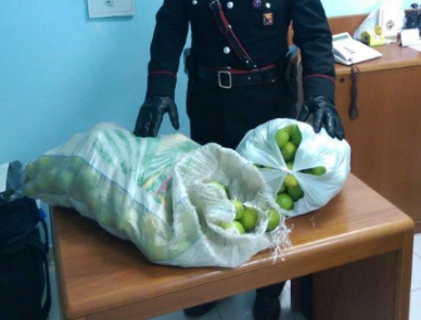 Avola, rubano da un terreno 300 chili di limoni: 2 denunciati