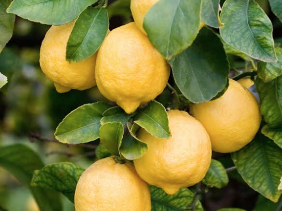 Limone di Siracusa, in 5 anni quadruplicati i volumi di prodotto