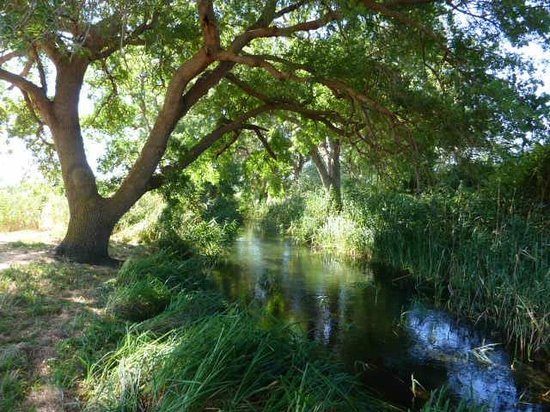 Riserva Ciane e Saline, il Comitato Parchi: "Via il direttore"