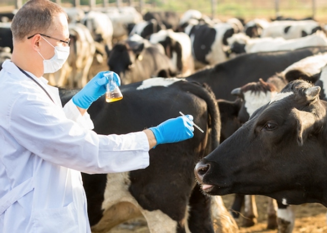 Siracusa, ampliamento orario per i veterinari