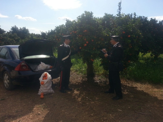 Siracusa, ladri di frutta e ortaggi in manette a Cassibile