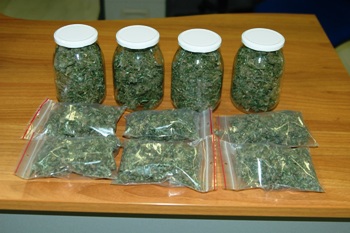 Catania, mille chili di marijuana trovati in un casolare