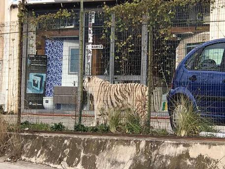 Monreale, catturata la tigre fuggita dal circo