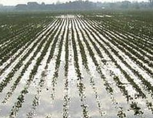 Maltempo, Sorbello: "Subito conta dei danni e aiuti a produttori agricoli"