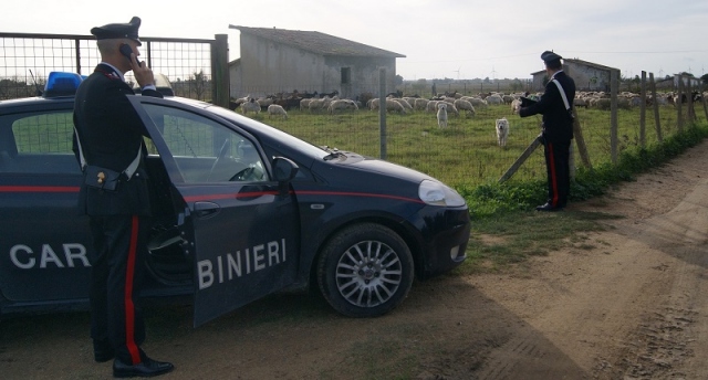Noto, ladri in trasferta: stavano per portare via 9 bovini da un'azienda agricola