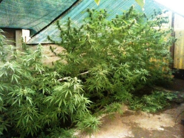 Nell'Ennese, da latitante coltivava marijuana