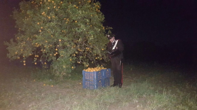 Siracusa, rubavano 300 kg di arance: ai domiciliari