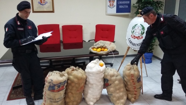 Siracusa, sorpreso mentre rubava 300 chili di arance
