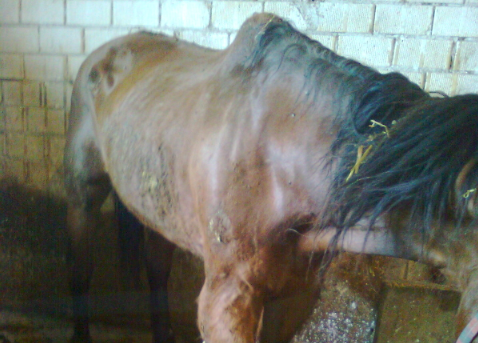 Scoperto a Rosolini traffico di carne equina macellata clandestinamente