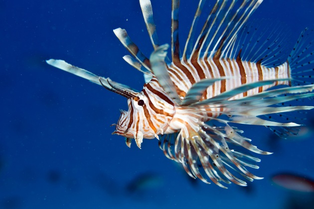 Vendicari, avvistato pesce scorpione, il ricercatore: "pericoloso per l'uomo"