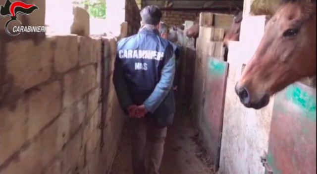 Avola, macellazione clandestina: sequestrati oltre 200 chili di carne