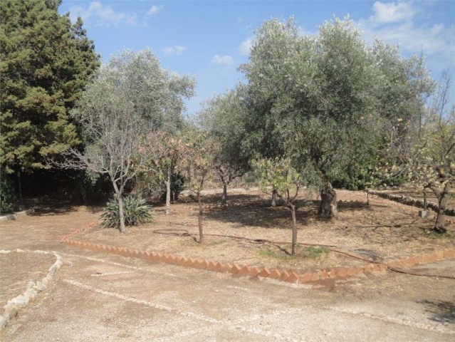 Siracusa, un albero di ulivo 'simbolo' a Fontane Bianche