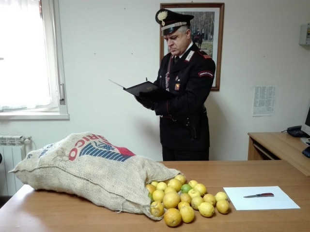 Siracusa, arrestato per furto di limoni e rimesso in libertà