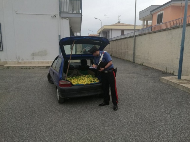 Cassibile, sventato l'ennesimo furto di agrumi: 2 arresti