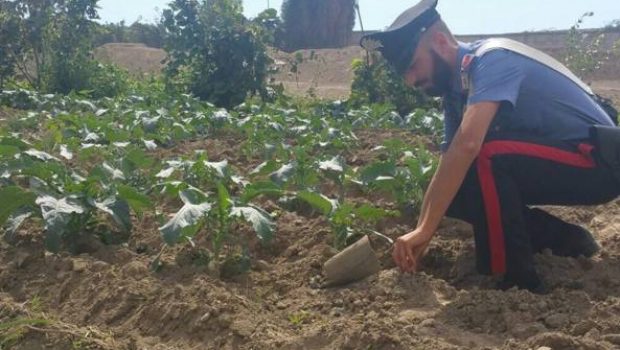 Cassibile, furto in azienda agricola: 3 arresti e due denunce