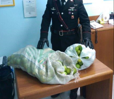 Furti di agrumi tra Cassibile e Avola: 2 arresti