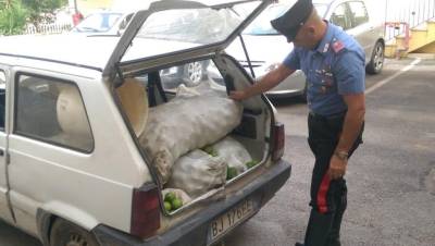 Siracusa, rubava 400 chili di limoni: fermato