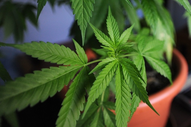 Siracusa, aveva 14 piante di cannabis e marijuana: denunciato