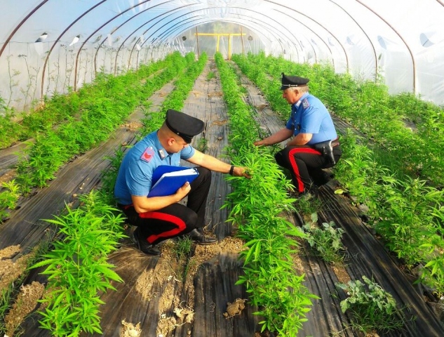 Noto, scoperta piantagione di canapa indiana: 3 arresti