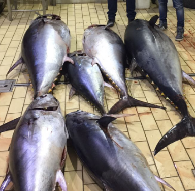 Siracusa, sequestrati 800 chili di tonno rosso