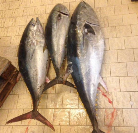 Siracusa, sequestrati al Porto Piccolo 115 chili di tonno rosso