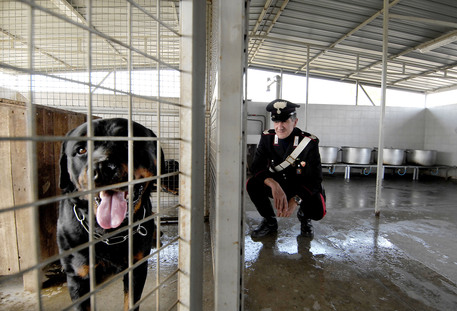 Nel Siracusano, un funzionario comunale denunciato per uccisione di animali