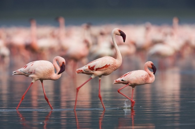 Priolo, i fenicotteri rosa nidificano nella Riserva