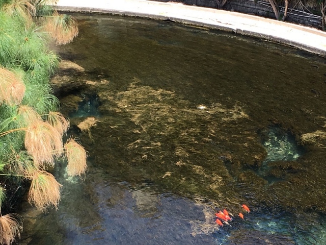 Siracusa, la Fonte Aretusa invasa dalle alghe
