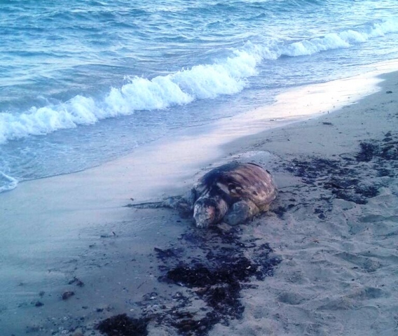 Siracusa, tartaruga morta sulla spiaggia di Fontane Bianche