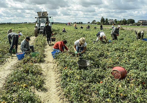 Siracusa, giro di vite sul caporalato: controllate 3 aziende