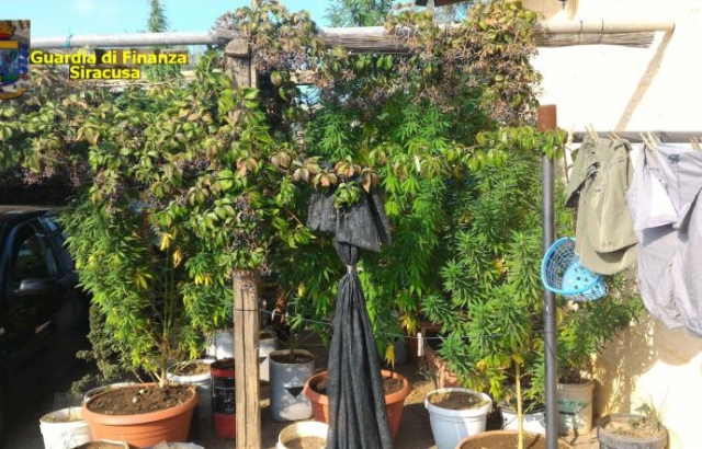 Lentini, trovata piantagione di marijuana “skunk”