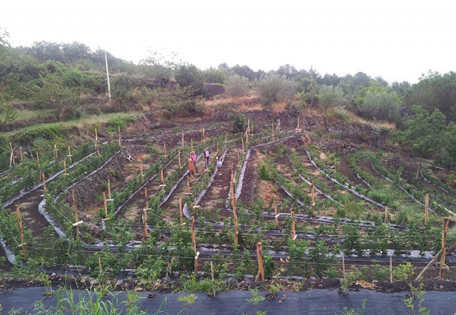 Allarme Coldiretti Catania, più acqua per salvare colture etnee