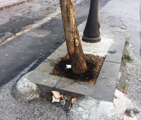 Francofonte, vandali contro il verde pubblico: avvelenati 3 alberi