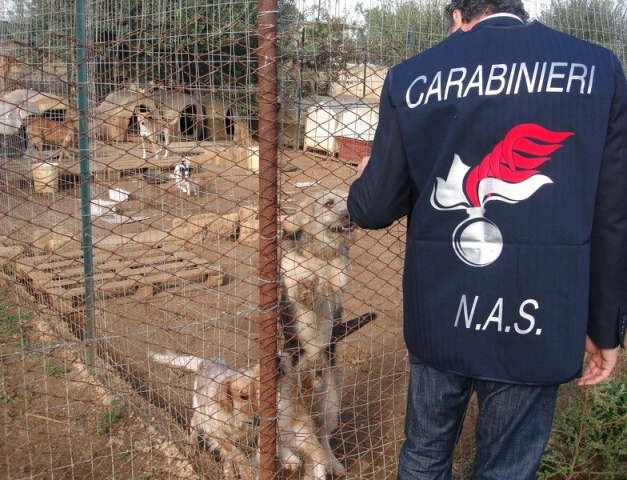 Siracusa, teneva 9 cani al buio in un garage: proprietario denunciato per maltrattamenti di animali