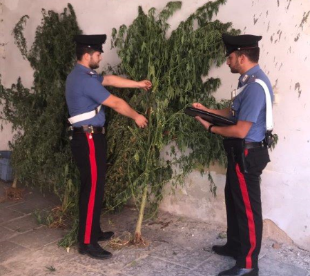 Francofonte, scoperta piantagione di cannabis “Skunk”