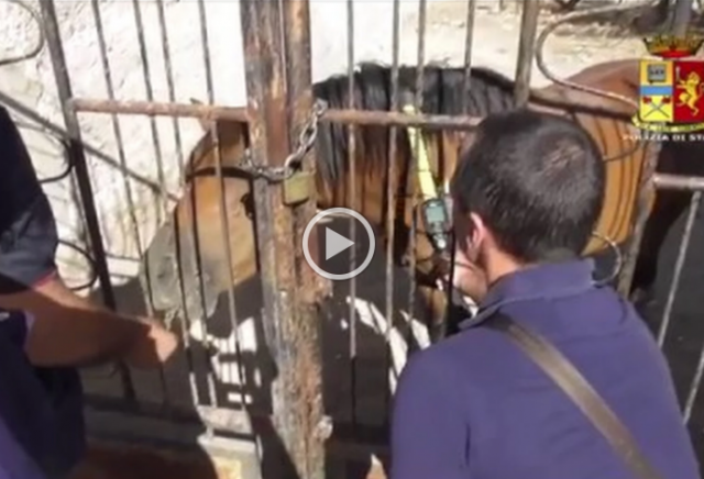 Corse clandestine di cavalli: controlli a Priolo, Floridia, Noto e Rosolini. IL VIDEO