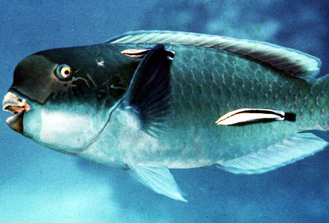 Portopalo, scoperto in mare un nuovo pesce