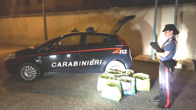 Siracusa, sorpresi in azienda agricola a rubare limoni
