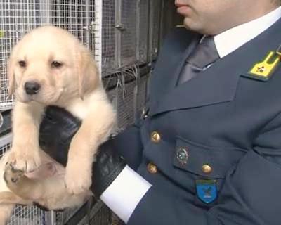 Zoomafie, maglia nera a Siracusa: 126 fascicoli aperti e 78 denunciati