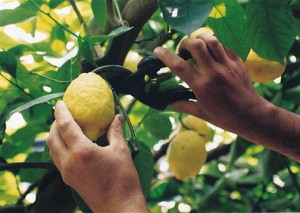 Avola, furto di limoni: 32enne ai domiciliari