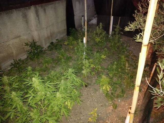 Augusta, coltiva cannabis in un terreno a Brucoli: arrestato