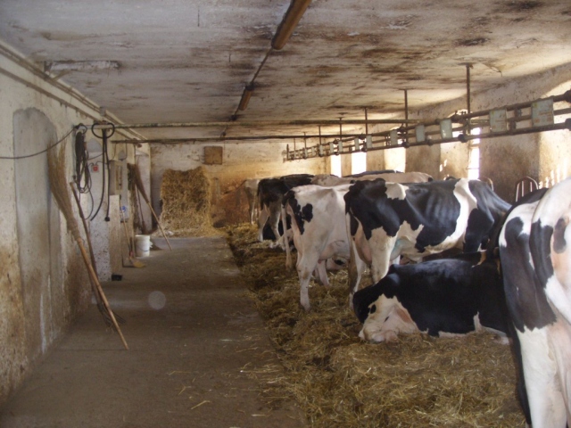 Carlentini, sventato furto di bestiame a Pedagaggi