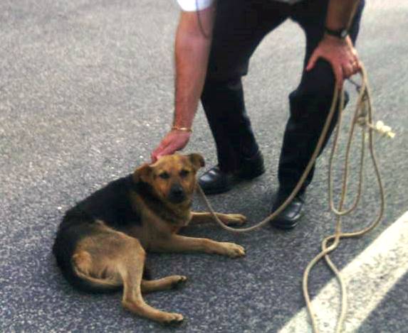 Avola, trovato cane legato con una corda al guardrail