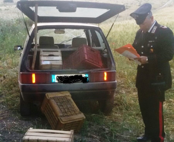 Noto, 26enne colto in flagranza di reato a rubare olive