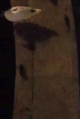 Siracusa, i topi invadono la Fonte Aretusa