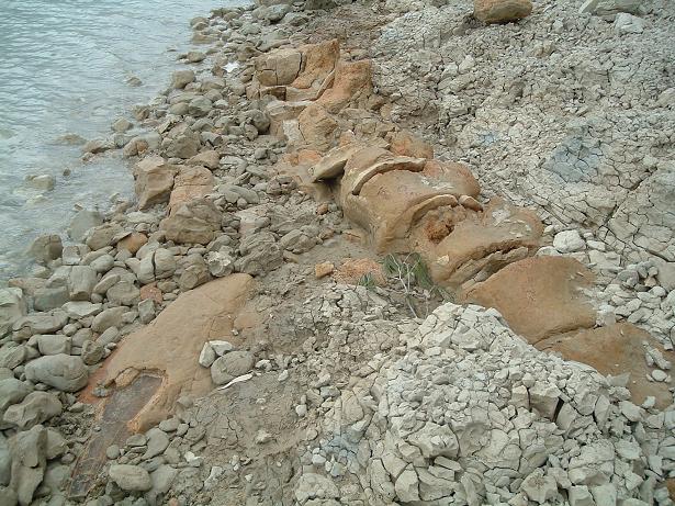 Siracusa, scoperto fossile di balena: risale a 1,8 mln di anni fa