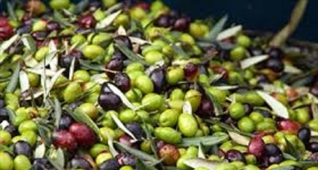 Noto, furto di 20 chili di olive: denunciato un 25enne