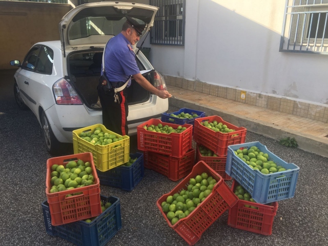 Siracusa, intento a rubare limoni: colto in flagranza 53enne