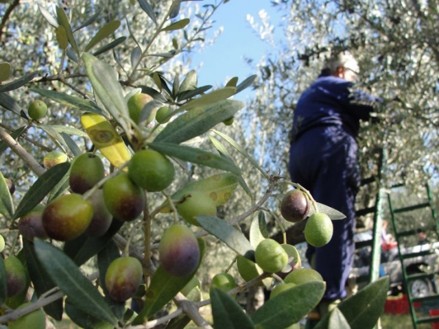 Canicattini Bagni, muore 70enne mentre raccoglie le olive